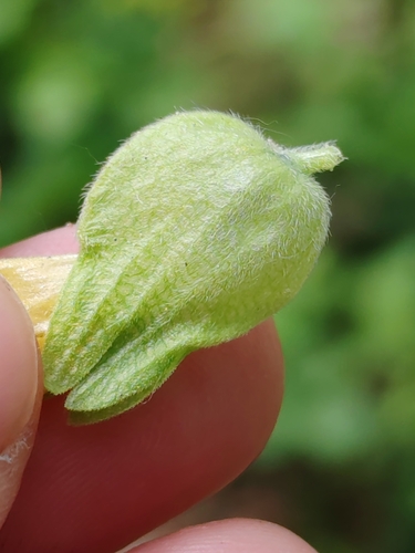 Image of Rhinanthus freynii by (c) Ljaž, some rights reserved (CC BY)
