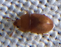 Epuraea aestiva