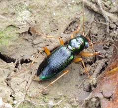 Tetracha virginica