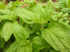 Conoclinium coelestinum