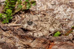 Tomopterna delalandii