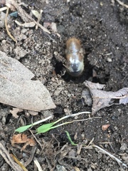 Popillia japonica