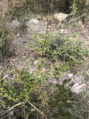 Berberis boliviana