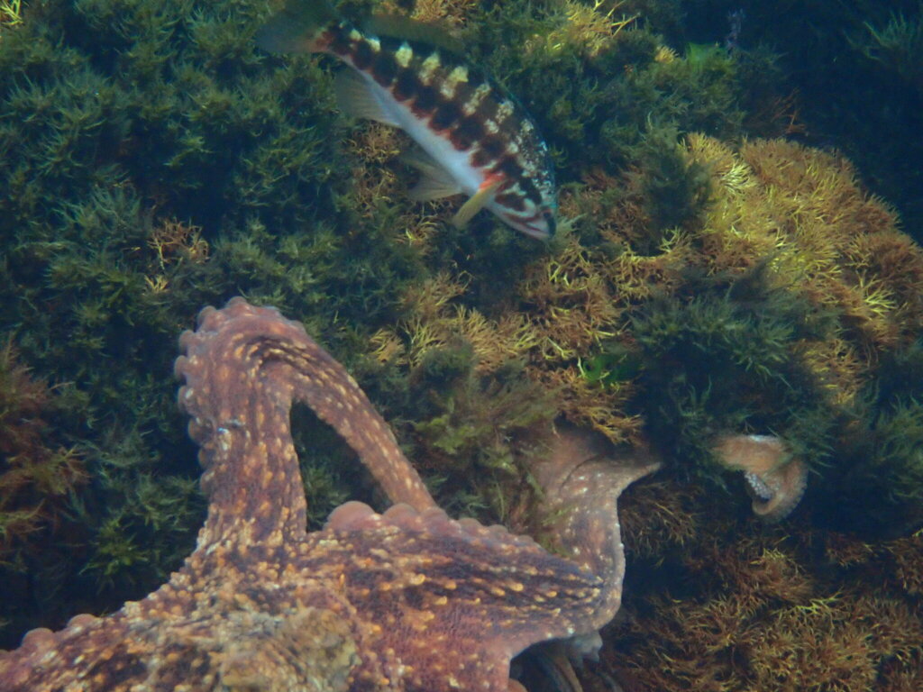 Barred Rockcod