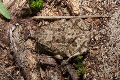 Tomopterna delalandii