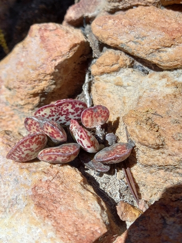 Image of Adromischus maculatus by (c) Christiaan Viljoen, some rights reserved (CC BY)