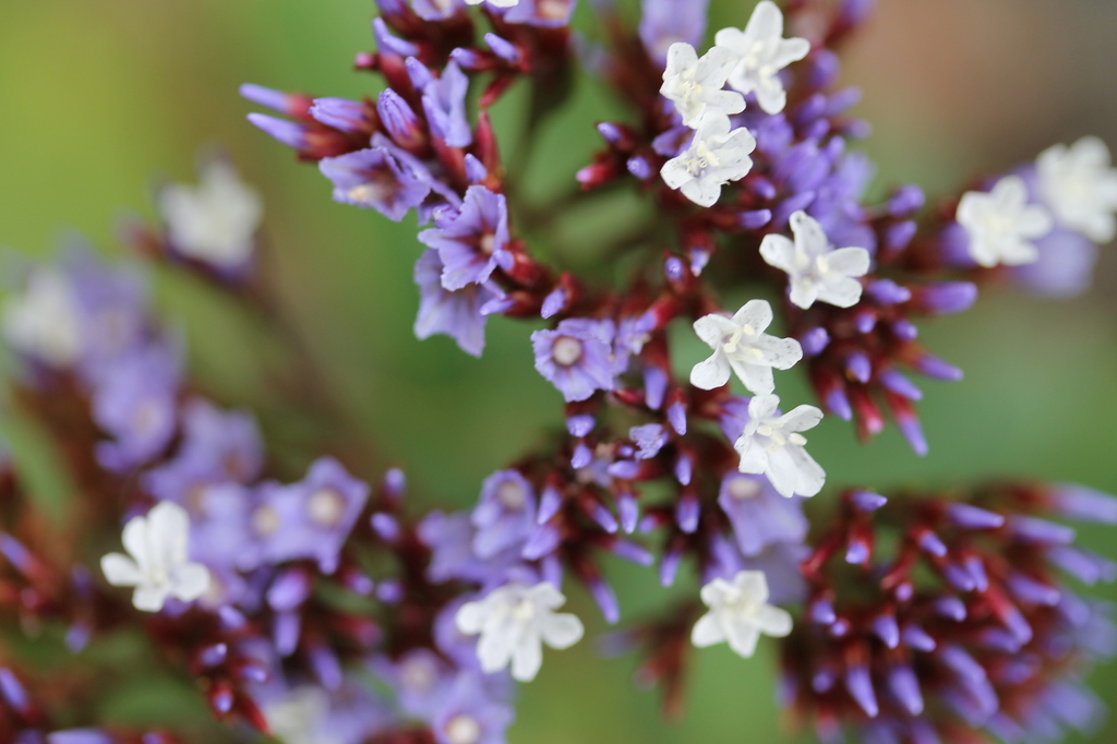Limonium frutescens; photograph (c) Amelie Jorns, some rights reserved (CC BY)