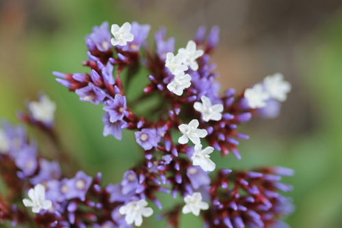 Limonium frutescens, photograph 2