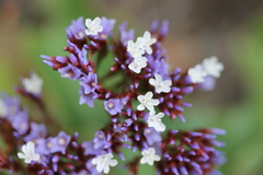 (c) Amelie Jorns, some rights reserved (CC BY) Limonium frutescens, photograph (c) Amelie Jorns, some rights reserved (CC BY)