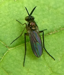 Rhaphium