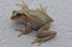 Boophis doulioti