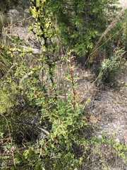 Berberis boliviana