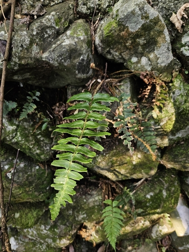 Image of Polystichum lepidocaulon by (c) Yu-Chang Chen, some rights reserved (CC BY)