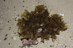 Padina durvillei