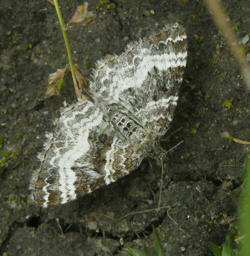 Epirrhoe alternata
