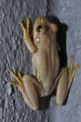 Boophis doulioti