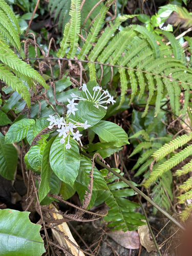 Ophiorrhiza palauensis observed 2024-04-27