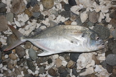 Caranx caninus
