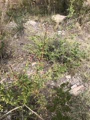Berberis boliviana