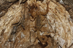 Centruroides insularis