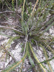 Serruria trilopha