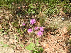 Vernonia greggii