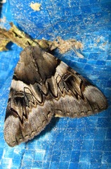 Catocala fulminea