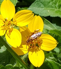 Nomada imbricata