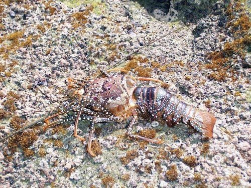 Panulirus guttatus
