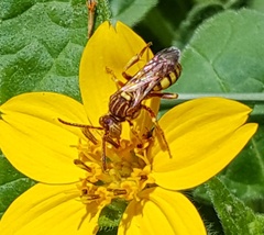 Nomada imbricata