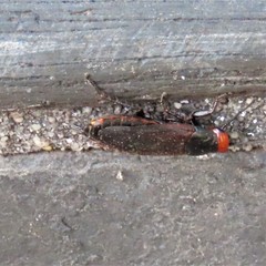 Oxyhaloa deusta