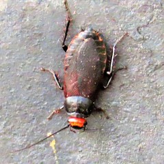 Oxyhaloa deusta