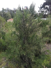 Colletia spinosissima