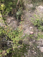 Berberis boliviana