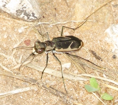 Cicindela schauppii