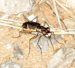 Cicindela schauppii