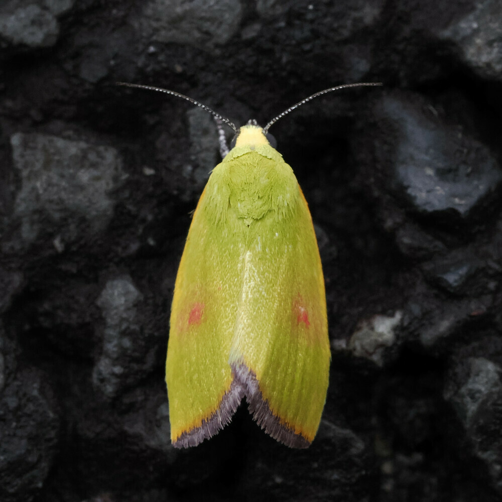 Earias roseifera from Shimowada, Susono, Shizuoka 410-1105, Japan on ...