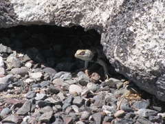 Sceloporus uniformis