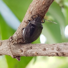 Antiteuchus tripterus