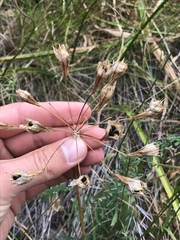 Triteleia clementina