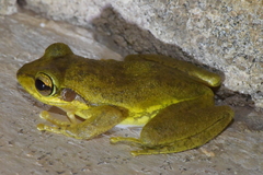 Boophis doulioti