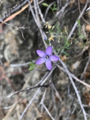 Gilia nevinii
