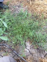 Convolvulus simulans