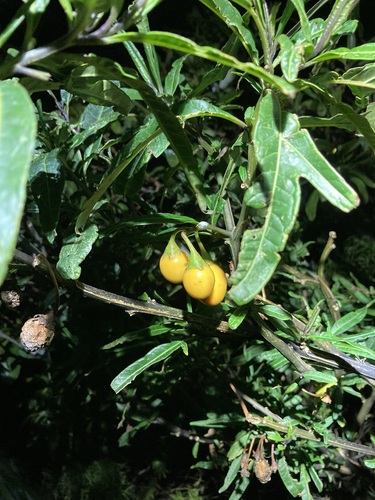 Solanum laciniatum