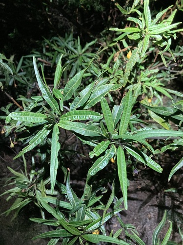 Solanum laciniatum
