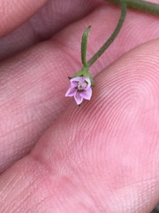 Convolvulus simulans