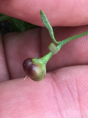 Convolvulus simulans