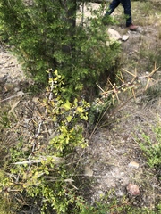 Berberis boliviana