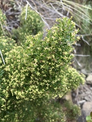 Galium catalinense acrispum