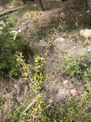 Berberis boliviana